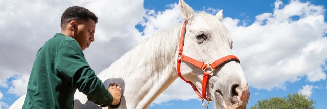 horse